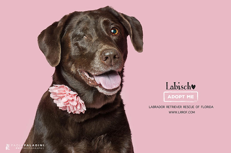 Beach Buddies Labrador_Rescue