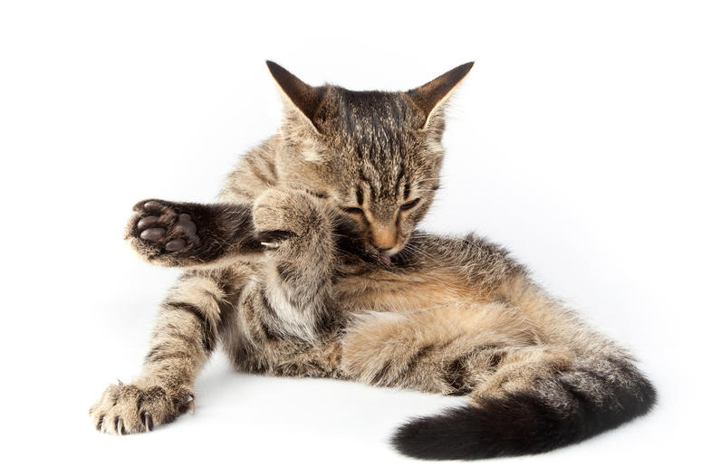 Cat Cat