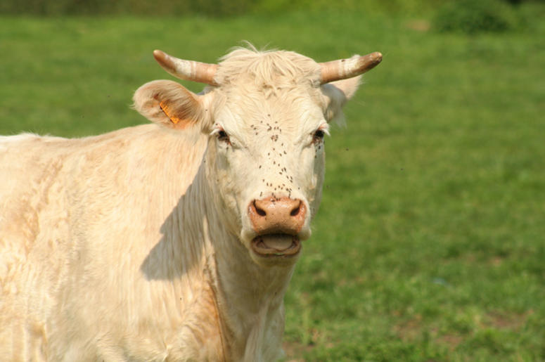 Cow Cow