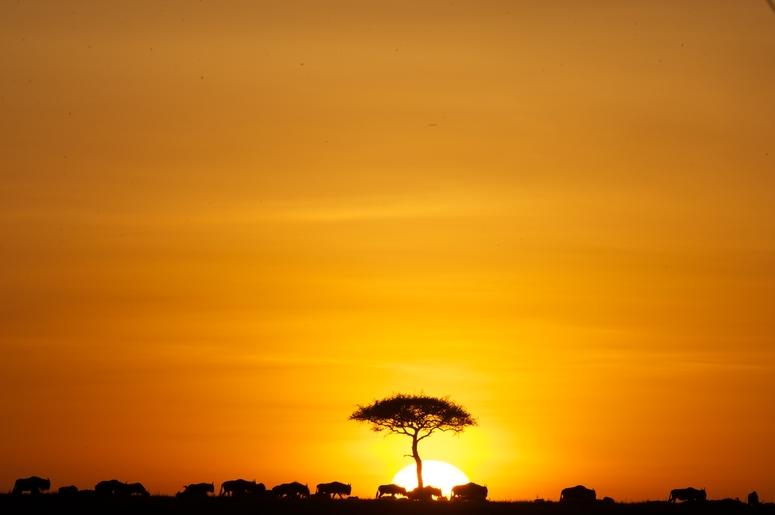 Lion King Lion King