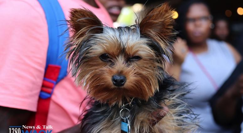 Sweet Auburn Springfest 2018 Sweet Auburn Springfest 2018
