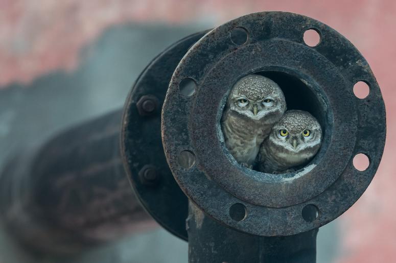 Arshdeep Singh, a keen-eyed 10-year-old photographer, noticed owlets nesting in a pipe in the city of Kapurthala, Punjab, India. Spotted owls like these usually live in tree hollows, but move into urban areas as a result of deforestation. Arshdeep Singh, a keen-eyed 10-year-old photographer, noticed owlets nesting in a pipe in the city of Kapurthala, Punjab, India. Spotted owls like these usually live in tree hollows, but move into urban areas as a result of deforestation.