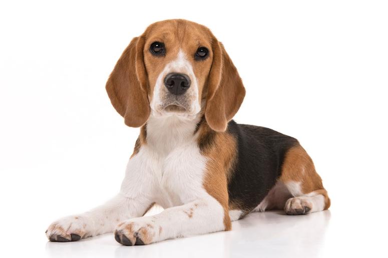 Beagle Beagle