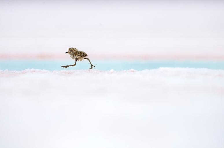 A two-banded plover chick runs after its parents in Valdes Peninsula, Patagonia, Argentina. These downy little chicks leave their nests almost immediately after hatching, using their stilt-like legs to keep up with their parents and evade predators. A two-banded plover chick runs after its parents in Valdes Peninsula, Patagonia, Argentina. These downy little chicks leave their nests almost immediately after hatching, using their stilt-like legs to keep up with their parents and evade predators.