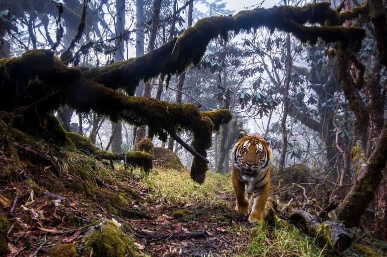 To capture this shot, photographer Emmanuel Rondeau set up eight triggered cameras in the Trongsa District of the Kingdom of Bhutan. To capture this shot, photographer Emmanuel Rondeau set up eight triggered cameras in the Trongsa District of the Kingdom of Bhutan.