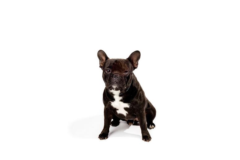 French Bulldog French Bulldog