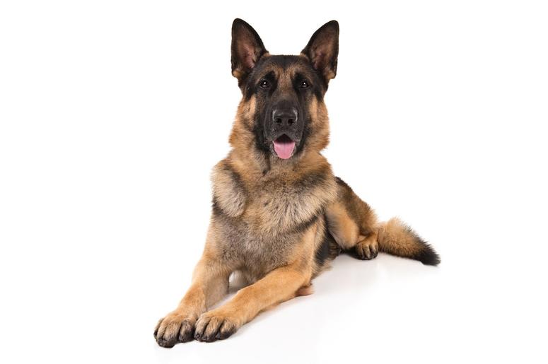 German Shepherd German Shepherd