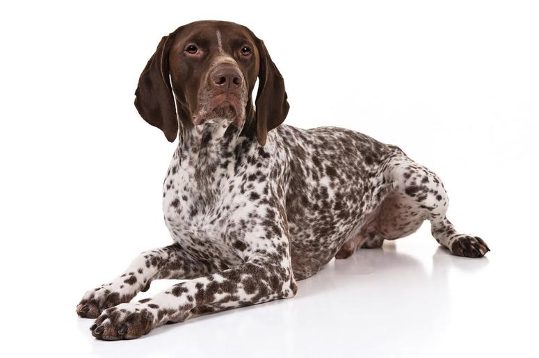 German Shorthaired Pointer German Shorthaired Pointer
