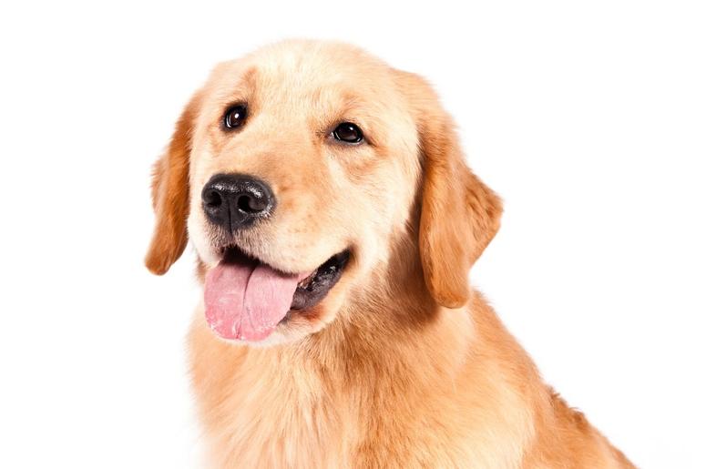 Golden Retriever Golden Retriever