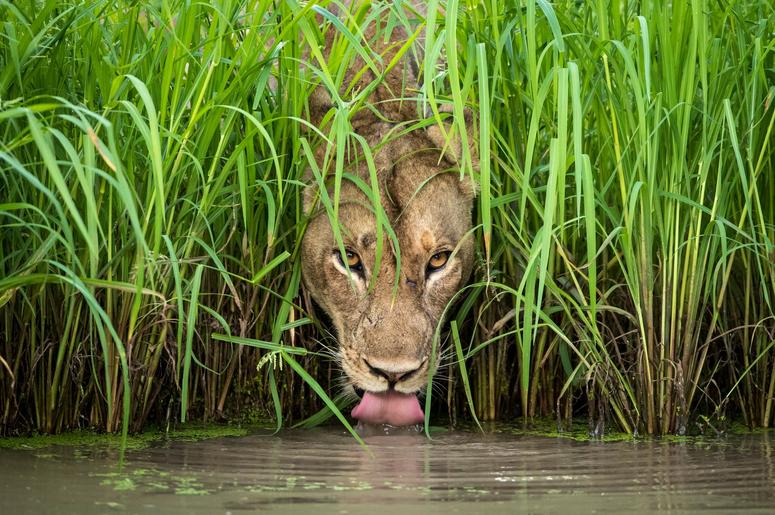 A lioness drinks from a waterhole in Zambia’s South Luangwa National Park. When photographer Isak Pretorius spotted this lioness walking away from her group, he anticipated that she might be going for a drink. A lioness drinks from a waterhole in Zambia’s South Luangwa National Park. When photographer Isak Pretorius spotted this lioness walking away from her group, he anticipated that she might be going for a drink.