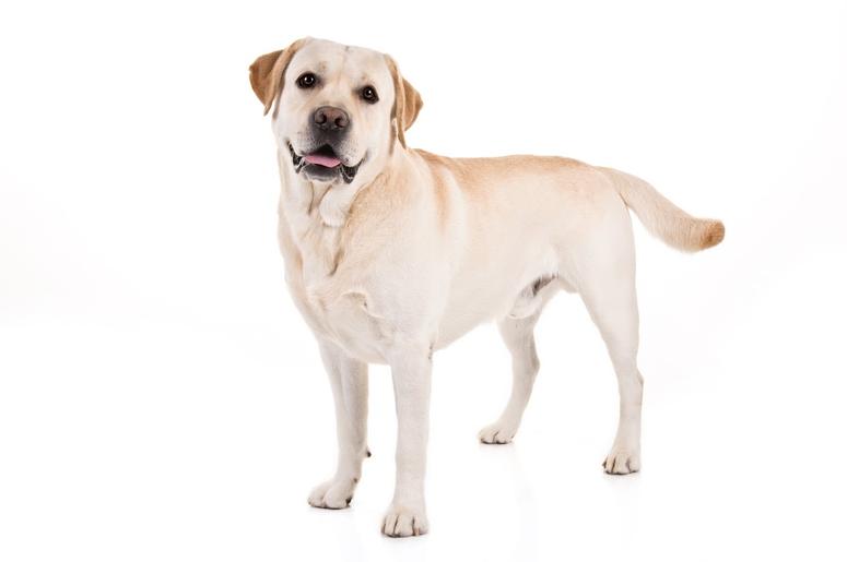 Labrador Retriever Labrador Retriever