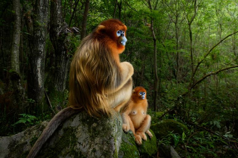 As a group of Qinling golden snub-nosed monkeys jumped from tree to tree in the forests of Shaanxi Province, China, the photographer Marsel van Oosten struggled to keep up. Gradually, he learned to predict the monkeys’ behavior. As a group of Qinling golden snub-nosed monkeys jumped from tree to tree in the forests of Shaanxi Province, China, the photographer Marsel van Oosten struggled to keep up. Gradually, he learned to predict the monkeys’ behavior.