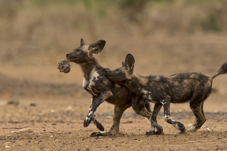 Two African wild dog puppies (aka painted wolf) in northern Zimbabwe play with the remains of their breakfast—the head of a chacmababoon Two African wild dog puppies (aka painted wolf) in northern Zimbabwe play with the remains of their breakfast—the head of a chacmababoon
