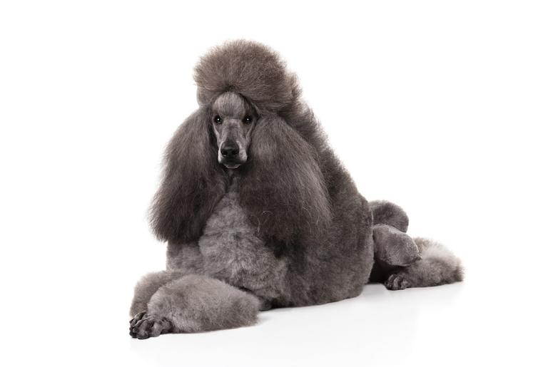 Poodle Poodle