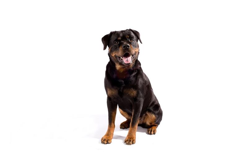 Rottweiler Rottweiler