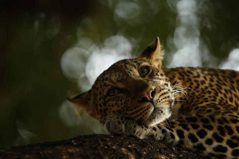 Skye Meaker, age 15, photographed this sleepy leopard in the Mashatu Game Reserve of Botswana. Due to habitat loss and illegal trade, leopards are now considered vulnerable. Skye Meaker, age 15, photographed this sleepy leopard in the Mashatu Game Reserve of Botswana. Due to habitat loss and illegal trade, leopards are now considered vulnerable.