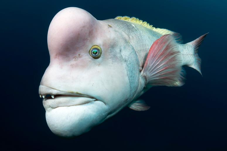 This male Asian sheepshead wrasse is looking for love off of Sado Island, Japan. He is intent on impressing females,and fending off rivals, which he will head-butt and bite. These individuals start out as females. This male Asian sheepshead wrasse is looking for love off of Sado Island, Japan. He is intent on impressing females,and fending off rivals, which he will head-butt and bite. These individuals start out as females.