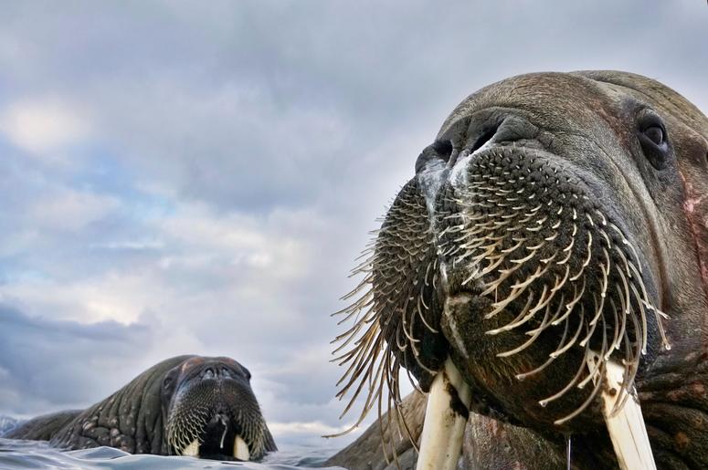 Having spotted walruses from his dinghy off the coastof Svalbard, Norway, photographer Valter Bernardeschi slipped into icy water to photograph them. He captured these young walruses with his camera on a float. Having spotted walruses from his dinghy off the coastof Svalbard, Norway, photographer Valter Bernardeschi slipped into icy water to photograph them. He captured these young walruses with his camera on a float.