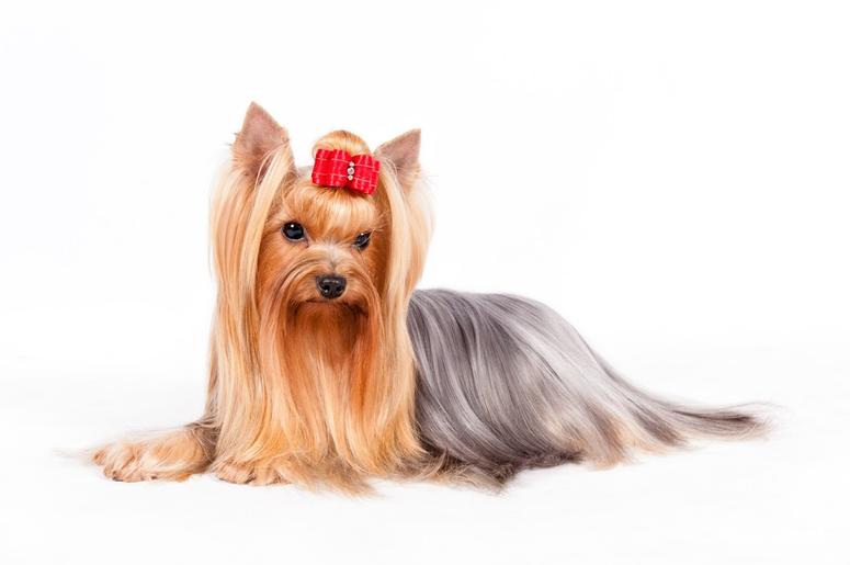 Yorkshire Terrier Yorkshire Terrier
