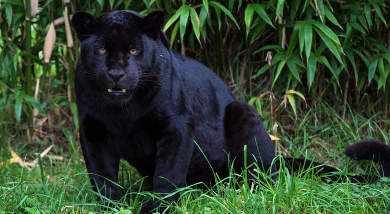 Black Jaguar Black Jaguar