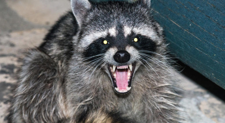 Raccoon Growling Raccoon Growling