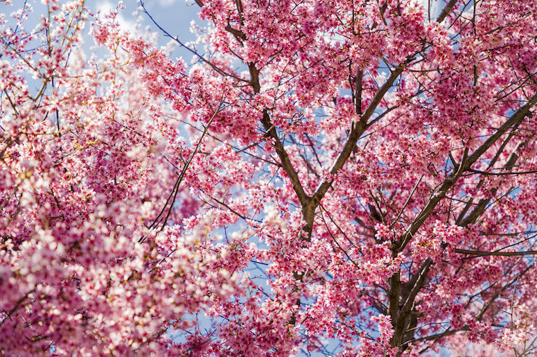 Freshly bloomed spring flowers on tree on a cloudless day in Philadelphia, PA. Vibrant pinks against blue sky. (Freshly bloomed spring flowers on tree on a cloudless day in Philadelphia, PA. Vibrant pinks against blue sky. Freshly bloomed spring flowers on tree on a cloudless day in Philadelphia, PA. Vibrant pinks against blue sky. (Freshly bloomed spring flowers on tree on a cloudless day in Philadelphia, PA. Vibrant pinks against blue sky.