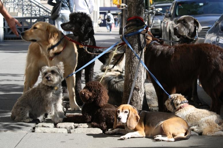 All the Dogs All the Dogs