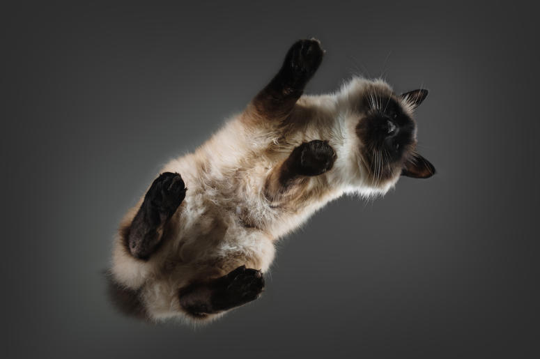 Cat on a Glass Table Cat on a Glass Table