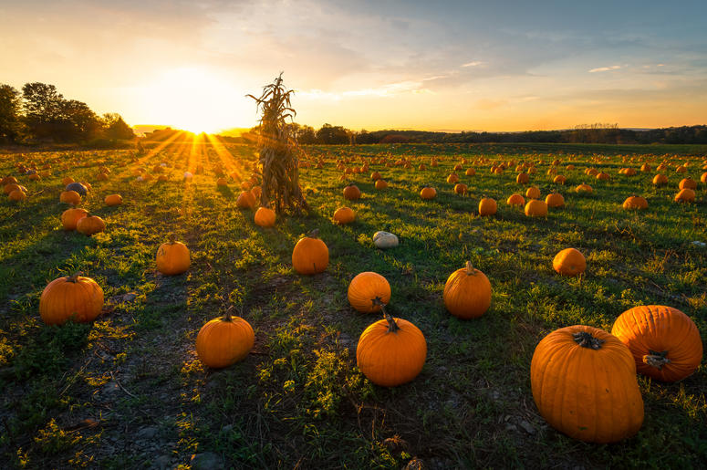 Pumpkin Patch