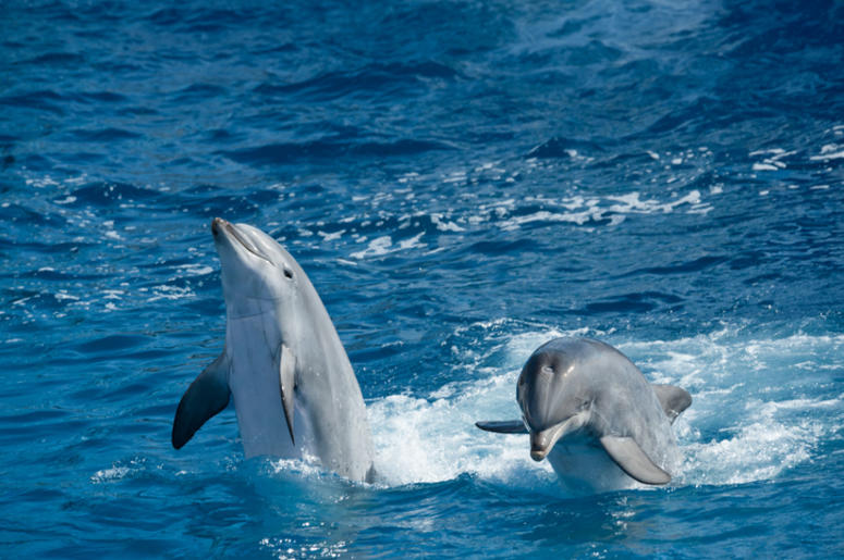 Dolphins playing Dolphins playing