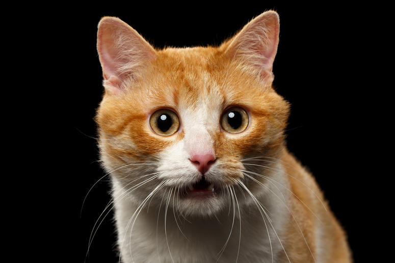 Surprised Cat Surprised Cat