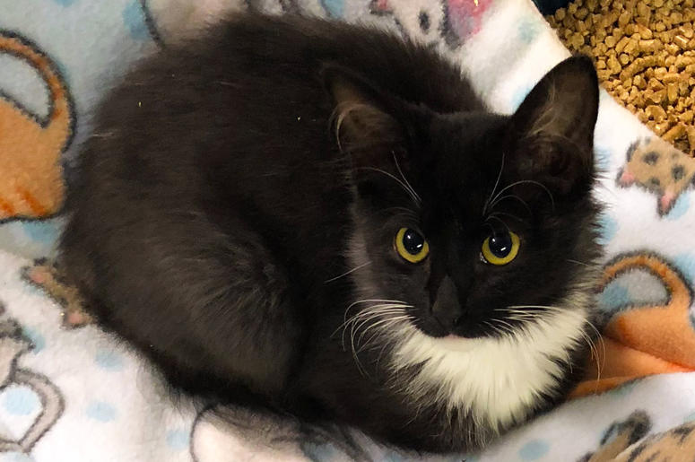 Pet of the Week: Reya Pet of the Week: Reya
