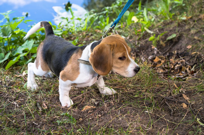 puppy