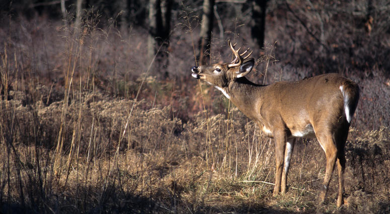 White tailed deer buck White tailed deer buck