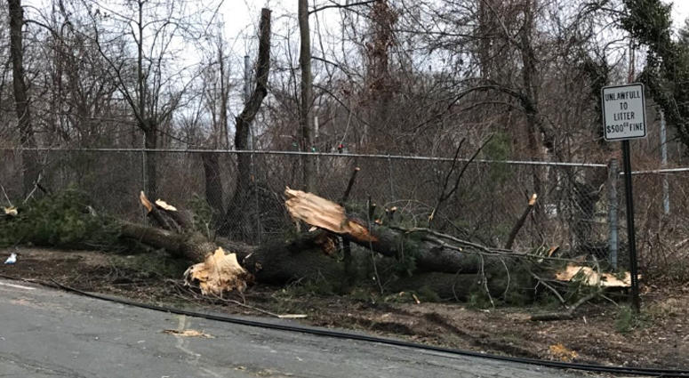 A downed tree in Greenburgh on March 3, 2018. Tree Down in Greenburgh