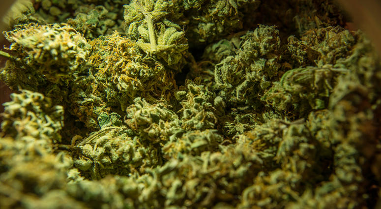 Cannabis marijuana sativa heads in the store. Cannabis marijuana sativa heads in the store.