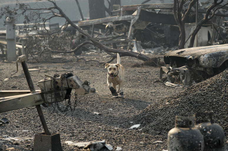 A search and rescue dog searches for human remains at the Camp Fire, Friday, Nov. 16, 2018, in Paradise, Calif. California Wildfires