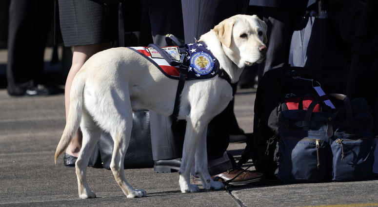 Sully, the yellow Labrador retriever who was former President George H.W. Bush service dog during a departure ceremony at Ellington Field Monday, Dec. 3, 2018, in Houston, Texas. George H.W. Bush Service Dog