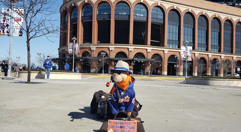 A pooch decked out in Mets gear at Citi Field Citi Field Opening Day