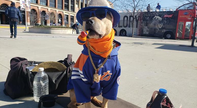 A pooch decked out in Mets gear at Citi Field. Citi Field Opening Day