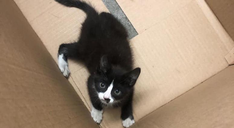 A kitten rescued from a police SUV Cuffs the Cat