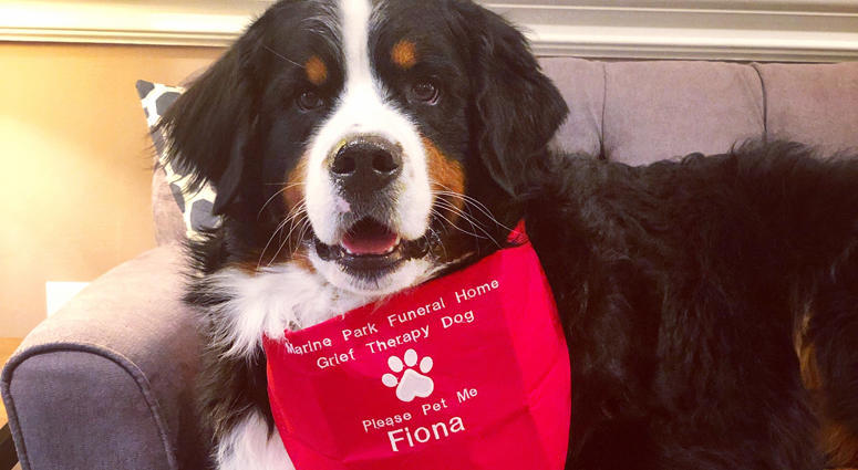 This July 18, 2019 photo shows Fiona, a Bernese mountain dog at a funeral home in New York. Fiona passed the test to become the club's 1 millionth "canine good citizen." Fiona the Bernese mountain dog