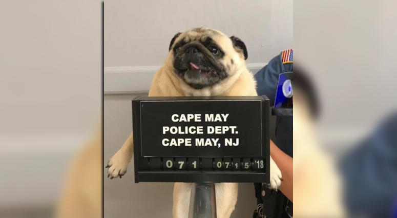 Cape May County Police Bean the pug