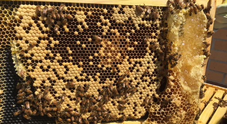 Mamaroneck High School Beekeeping Mamaroneck High School Beekeeping