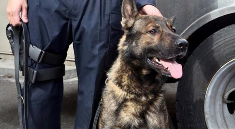 K-9 officer Cezar Cezar