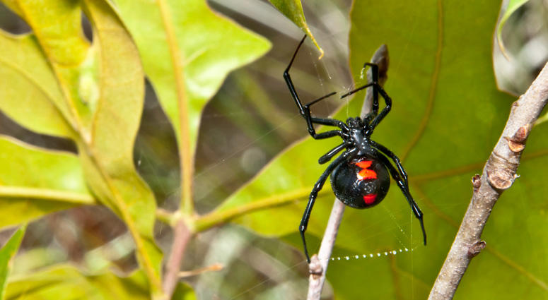 Black Widow Spider Black Widow Spider