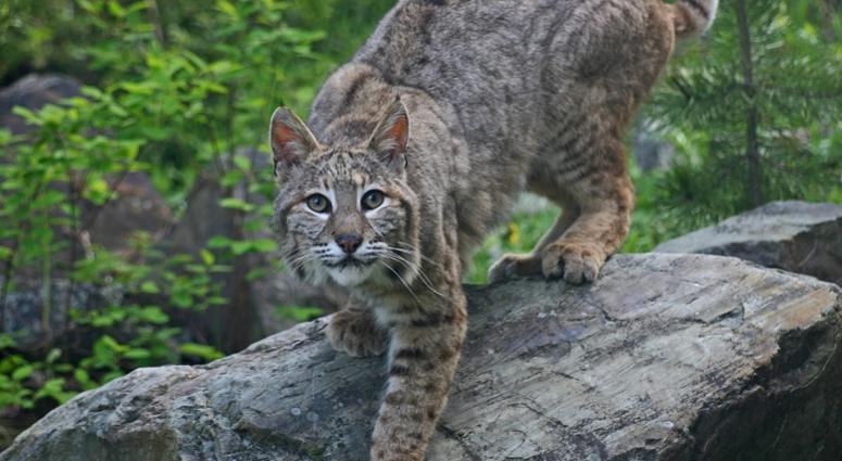 American Bobcat