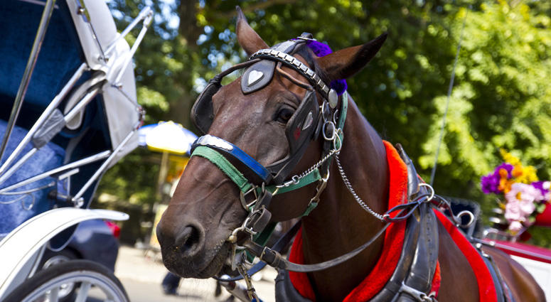 Carriage Horse Carriage Horse