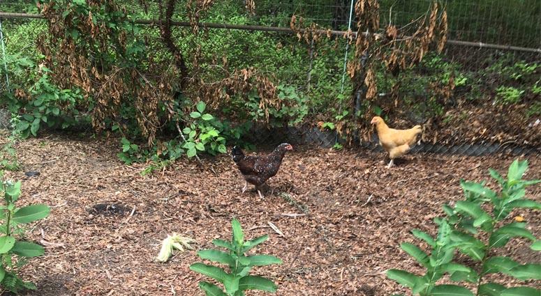 Tick-Eating Chickens Tick-Eating Chickens