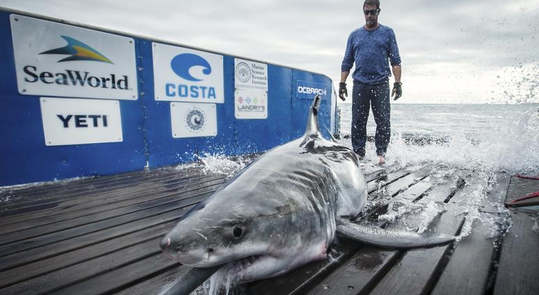 Cabot the Shark